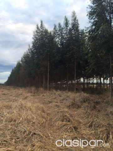 VENDO GRANJA FORMADA DE 9 HECTAREAS — foto 2