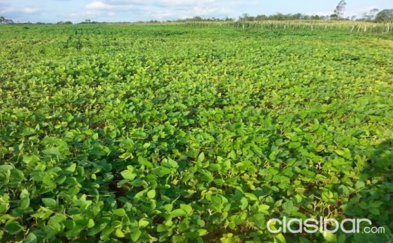 94 hectáreas en Caaguazu! Sobre la Ruta 13 a 38 km de la rotonda de Caaguazu — foto 2