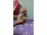 Vendo caniche toy hembra blanquitas