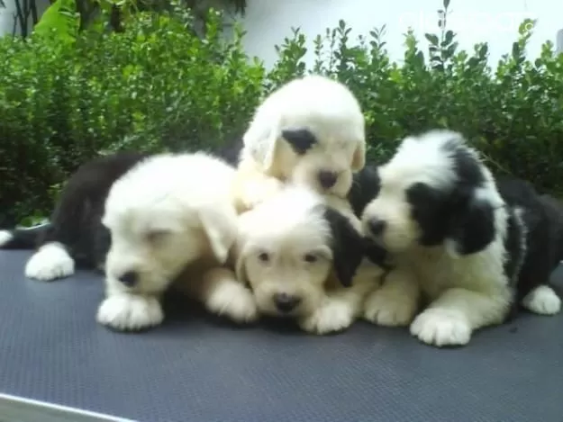 Cachorros Viejo Pastor Inglés 