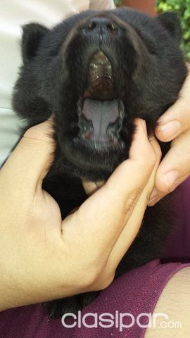 CHOW CHOW CACHORRITOS — foto 3