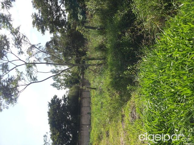 VENDO TERRENO EN LUQUE!!!!! — foto 3