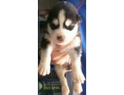 En venta hermosos cachorros
