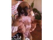 Hermosos cachorros boxer macho y hembra