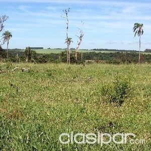 PARAGUARI LA COLMENA VENDO 460 HAS AGRÍCOLAS GANADERAS DE ENGORDE — foto 3