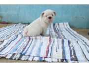 Hermoso y tiernos cachorros bullbog ingles disponibles