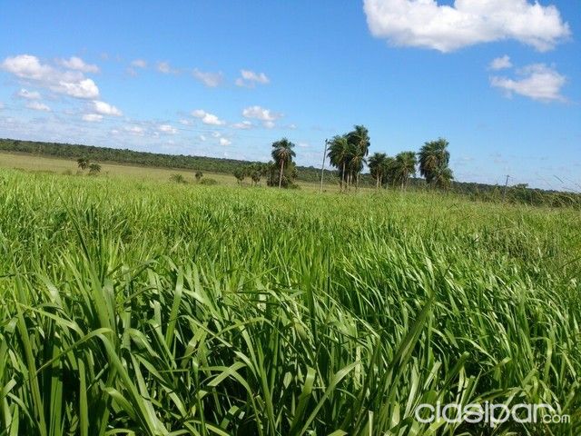 OFERTO 122 HAS TIERRA AGRICOLA GANADERA — foto 2