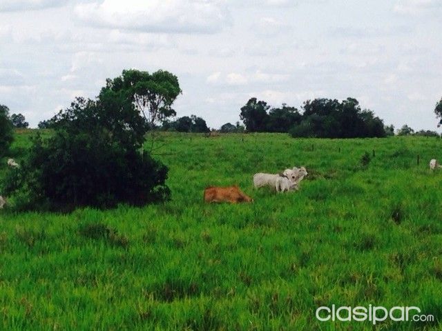OFERTO 122 HAS TIERRA AGRICOLA GANADERA — foto 3