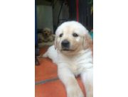 Golden retriever disponible