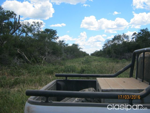 MONTE EN EL CHACO PARAGUAYO — foto 3