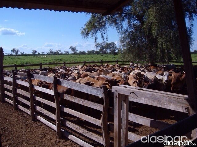 Hermosa Estancia en funcionamiento la patria 5000 hect. — foto 3