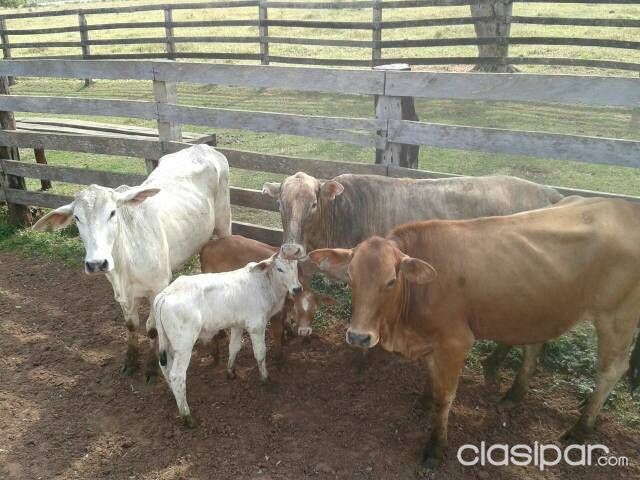ESTANCIA EN CAAGUAZU 200 HECTAREAS — foto 2