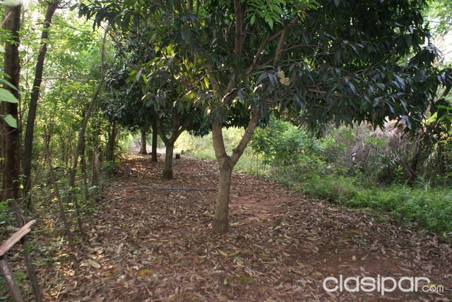 VENDO 6,5 HECTÁREAS EN EMBOSCADA — foto 2