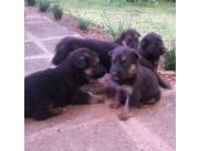 Vendo hermoso cachorros pastor aleman hembra precio de oferta