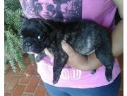 Vendo bulldog a precio de oferta macho y hembra