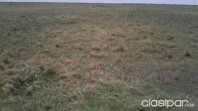 Vendo hermosa estancia en el Chaco. Único en la región! — foto 3