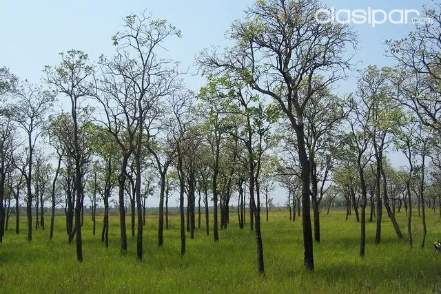 CAMPO EN BAHIA NEGRA CHACO 12.100 HECTAREAS - OFERTA! — foto 2