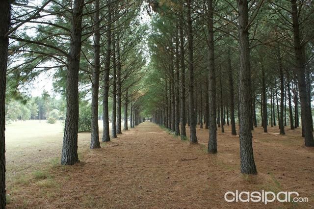 TERRENO EN PUNTA DEL ESTE — foto 3