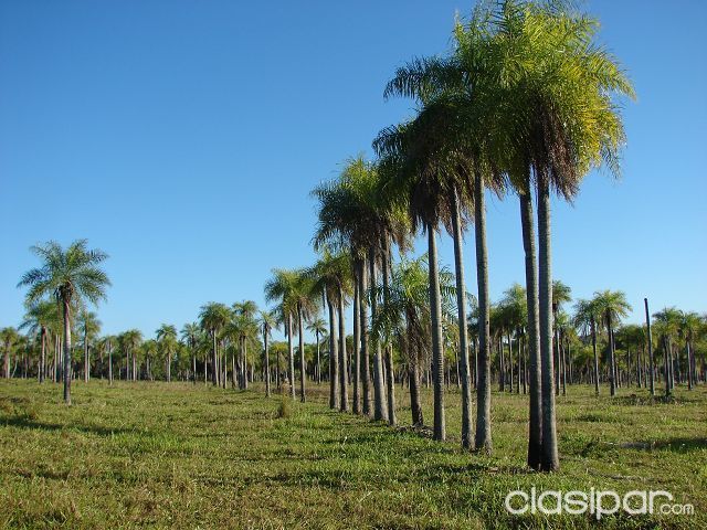 Terreno una hectarea Balneario El Bosque Piribebuy — foto 2