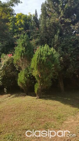 VENDO TERRENO CON CASA EN NUEVA COLOMBIA — foto 2