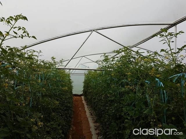 Vendo terreno de 4ha con invernaderos — foto 2
