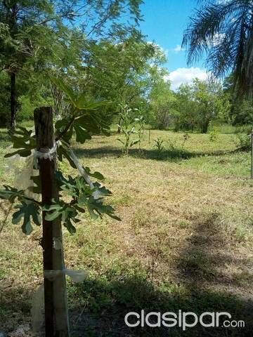 Invierta en futuro y tranquilidad excelente pesca, buena forestación — foto 2