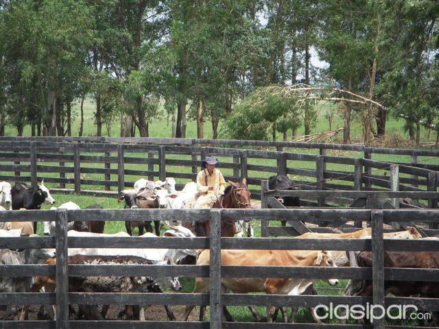 VENDO COQUETA CABAÑA AGRICOLA EN ABAI- BORDA DPTO. DE CAAZAPA — foto 3