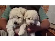 Perros - Gatos - Perros - Gatos