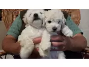 Perros - Gatos - Perros - Gatos