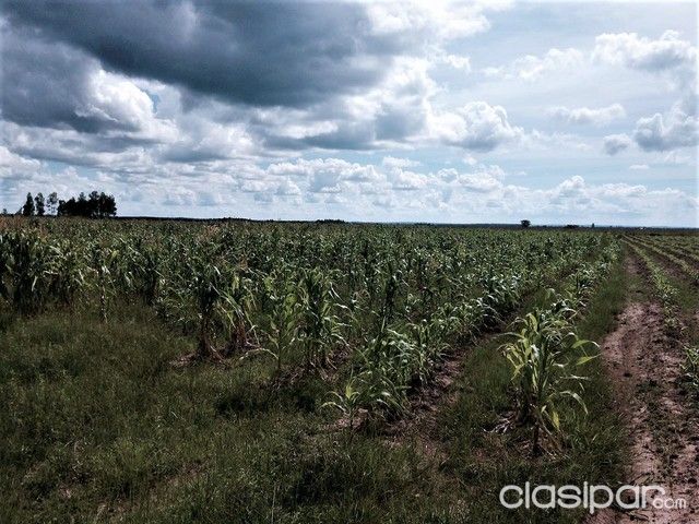 Vendo Estancia Modelo en Arroyos y Esteros de 288 has, listo para Trabajar!!! — foto 3