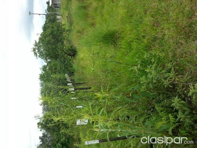 venta de terreno en alto parana — foto 2