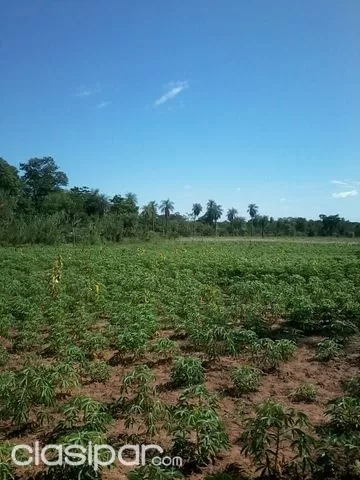 HERMOSA PROPIEDAD EN CORDILLERA 100 HAS TIERRA ALTA — foto 3