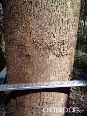 En Paraguari Vendo 30 hctas de Eucalipto para leña — foto 3