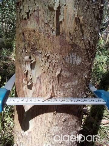 Vendo 30 hctas de eucalipto para leña en Paraguari oferta — foto 3