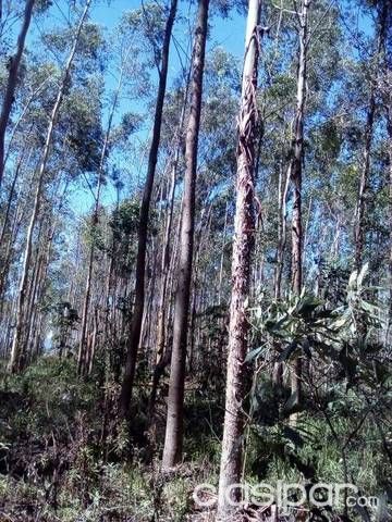 Atencion Vendo en Paraguari 30 hctas de Eucalipto para leña — foto 3