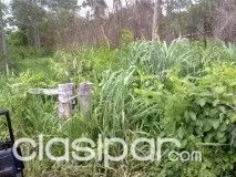 CANINDEYU - 2.341 HAS - S RIO CURUGUATY - IDEAL PARA CULTIVO — foto 2