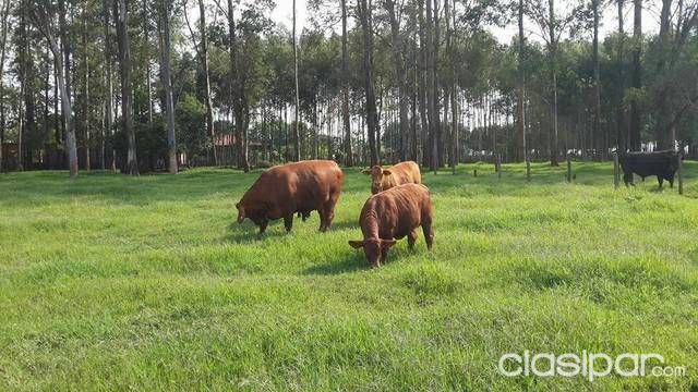 Vendo Estancia Agricola-ganadera en Canindeyu — foto 2