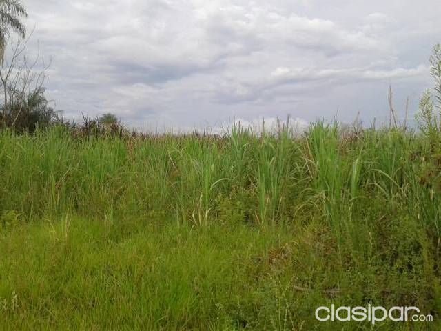 Vendo 3 hectáreas de prioridad con 1 hectárea de Camerún — foto 2