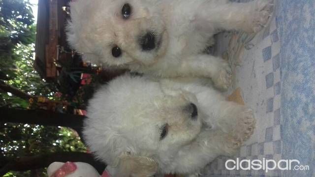 Vendo caniche de raza pura — foto 2