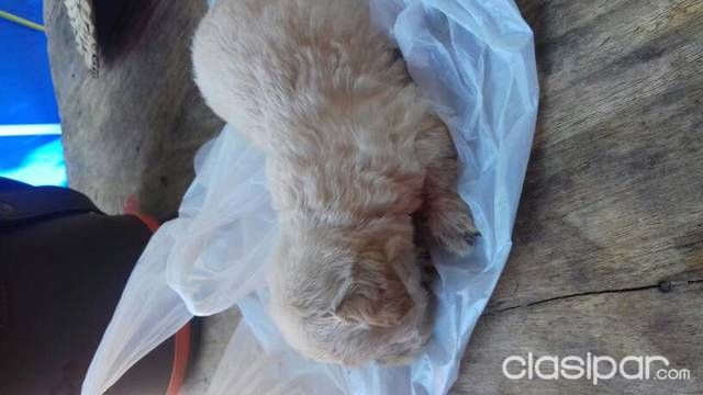 Vendo caniche de raza pura — foto 3