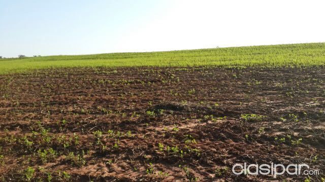 Nueva Esperanza Para Soja Hectáreas Canindeyu — foto 2