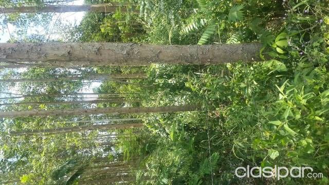 Atencion Vendo 6 hctas de Eucalipto para leña en San Juan Nepomuceno — foto 2