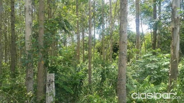 Atencion Vendo 6 hctas de Eucalipto para leña en San Juan Nepomuceno — foto 3