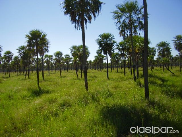 VENDO ESTANCIA FORMADA EN BAJO CHACO — foto 2