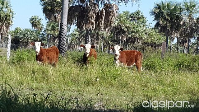VENDO ESTANCIA FORMADA EN BAJO CHACO — foto 3
