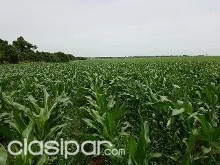 VENDO 400 HAS AGRÍCOLAS MECANIZADA EN SAN PEDRO EN CERCANÍAS DEL ASFALTO — foto 3