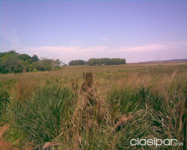 205 HAS SOBRE RUTA EN CORONEL BOGADO - ITAPÚA — foto 3