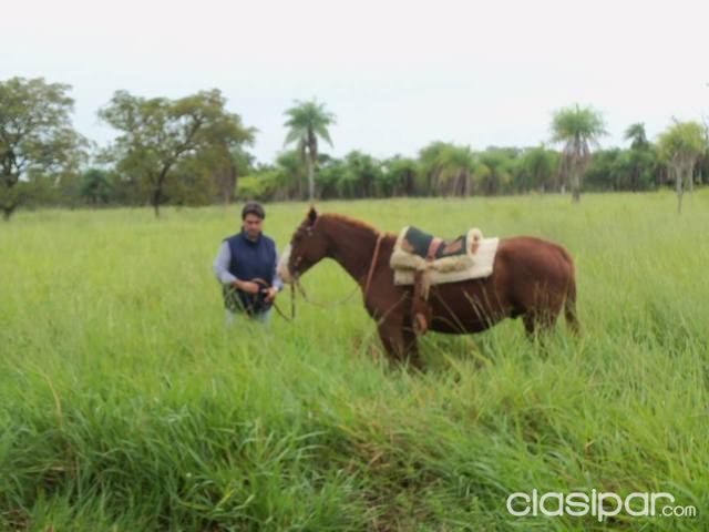 COMPRAMOS CAMPOS EN TODO EL PAÍS. — foto 2