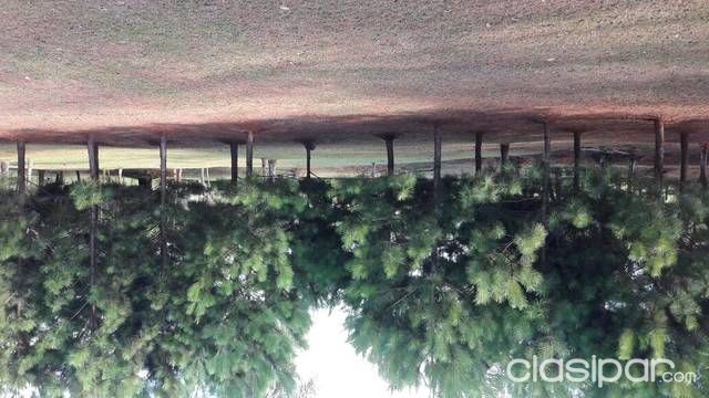 Vendo granja en piribebuy — foto 2