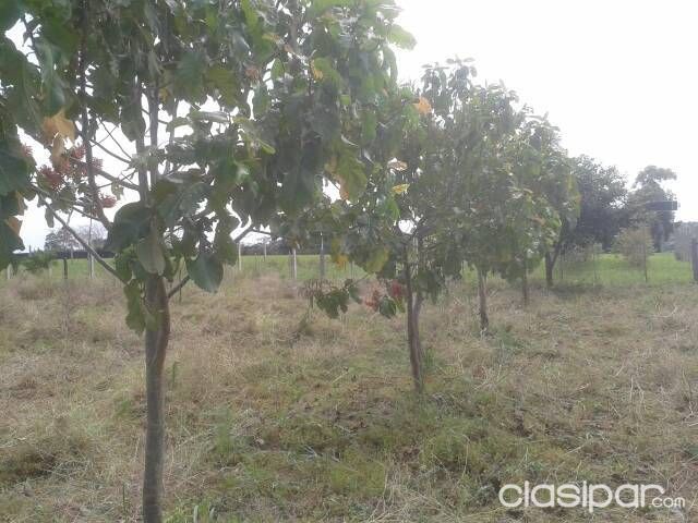 Oferto hermosos terrenos! — foto 3